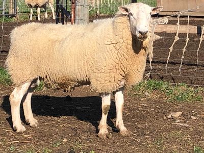 sheep cheviot rams